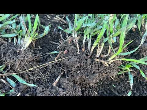 Видео: Актуально про підготовку до підживлення озимих