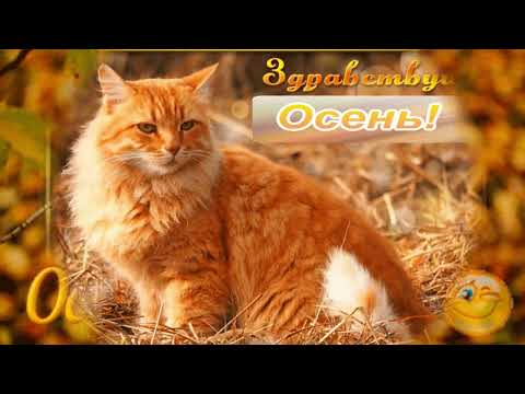 Видео: Релакс. Осень.  Relax.