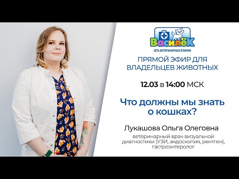 Видео: Что должны мы знать о кошках?