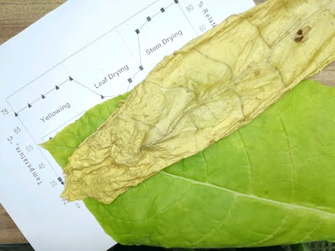 Видео: Первая часть. Flue Cured "Тепловая сушка Вирджинии". Теория.