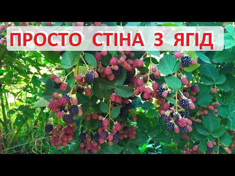 Видео: Старий, суперський сорт - ожина Торн Фрі. Високоврожайний та сильнорослий