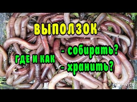 Видео: ЧЕРВИ- ВЫПОЛЗКИ. Где собирать?! Как хранить?!