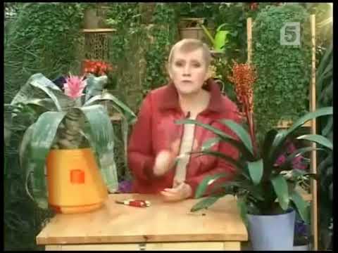 Видео: Эхмея самое красивое растение. 5 канал.2008 год.