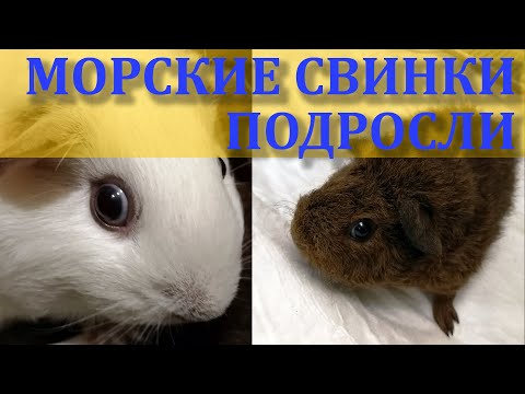 Видео: Наши морские свинки растут. Канал про морских свинок. Содержание и уход за морскими свинками.