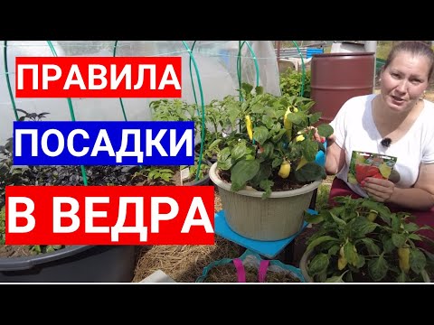 Видео: Хотите вырастить томаты в ведре или контейнере - не сомневайтесь! 5 золотых правил