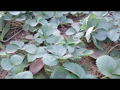 Видео: Избавляемся от вредителей на клубнике.