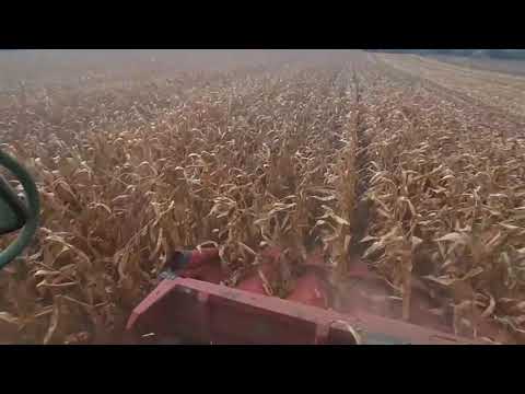Видео: Жнива кукурудзи 2025