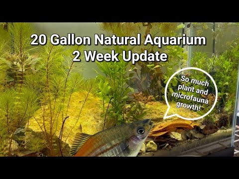 Видео: Обновление Natural Aquarium за 2 недели