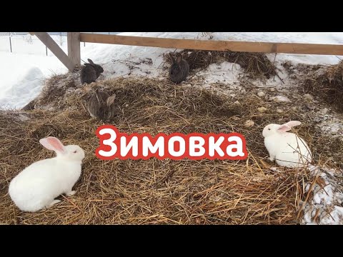 Видео: Как зимуют кролики в вольере? Зимняя экскурсия по ферме.