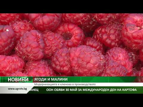 Видео: ЯГОДИ И МАЛИНИ: Модернизацията е ключова в производството