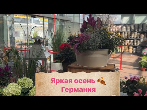 Видео: Яркая осень в садовом центре Германии 🍂