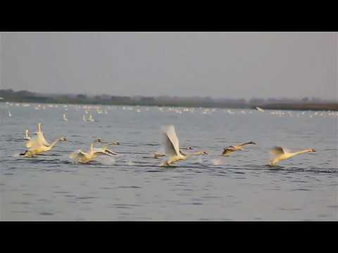 Видео: Остановись!... перелетные птицы кричали