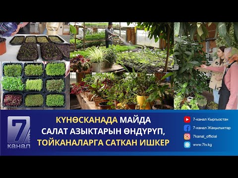 Видео: КҮНӨСКАНА КУРУП, КИРЕШЕСИ АРТКАН ИШКЕР