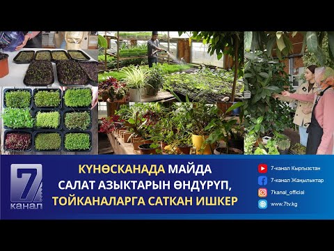 Видео: КҮНӨСКАНА КУРУП, КИРЕШЕСИ АРТКАН ИШКЕР