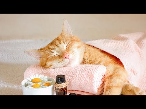 Видео: Исцеляющая терапия под эмоциональную музыку арфы, которую любят кошки 😽
