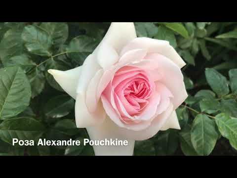 Видео: Розы: Chandos Beauty, Alexandre Pouchkine, Crocus Rose, Wollerton Old Hall.