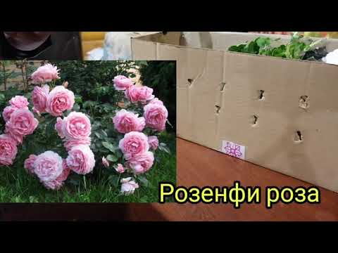 Видео: Обзор посылки из питомника "Цветник Поволжья". Ложка дёгтя, почти без мёда 👍😉🥴😊