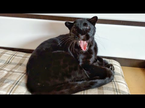 Видео: Воскресенье с пантерой Луной и семьей ❤️