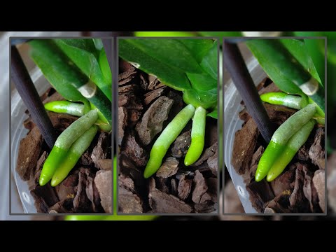 Видео: 2 ошибки - и мои #орхидеи мне ЭТОГО не простили 😭 Но ЭТА посадка все исправит