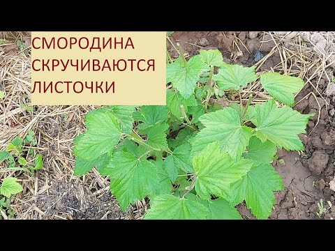 Видео: 486. СМОРОДИНА МОЛОДАЯ=СКРУЧИВАЮТСЯ ЛИСТОЧКИ=ИЮНЬ