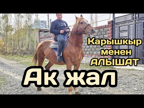 Видео: КАРЫШКЫР МЕНЕН АЛЫШАТ АК ЖАЛ ☝️13 ноября 2024 г.