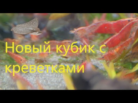 Видео: Новый кубик с креветками