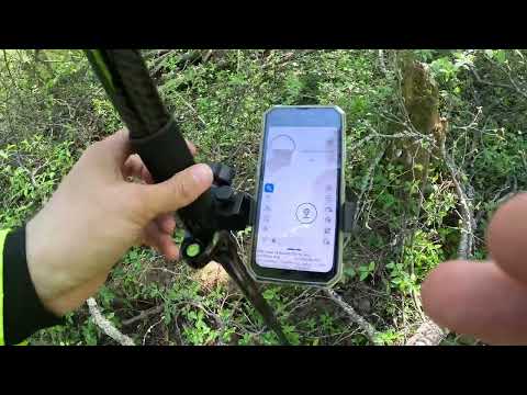 Видео: Fora One Dragon.  Встреча в лесу.