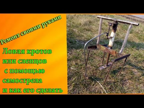 Видео: Как поймать крота или слепыша с помощью самострела