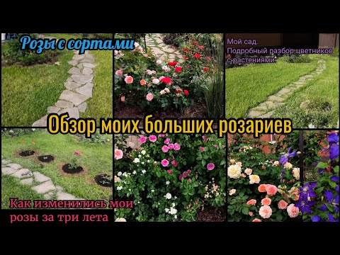 Видео: Обзор моих больших розариев. Как изменились розы за 3 сезона. Мой сад. Прогулка по саду