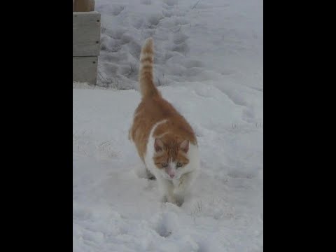 Видео: Лечение кота (4 часть). Ноябрь 2021г.