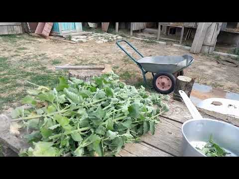 Видео: кролиководство. съемка появления крольчат на свет.