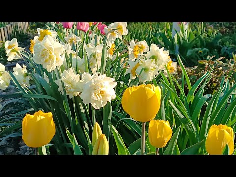 Видео: Нарциссы. Обзор сортов. Итоги