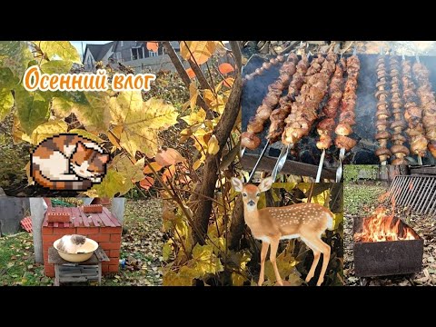 Видео: Осенний влог с котом Даней. Жарим шашлыки 🍂🔥🍖