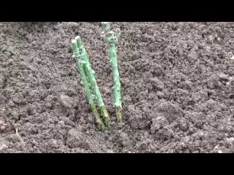 Видео: Засаждане на рози