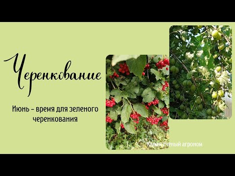 Видео: Черенкование.  Июнь -  время для зеленого черенкования