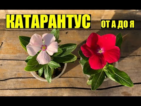 Видео: Катарантус - выращивание, уход.