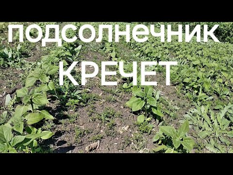 Видео: Химпрополка подсолнечника Кречет 22 мая 2024