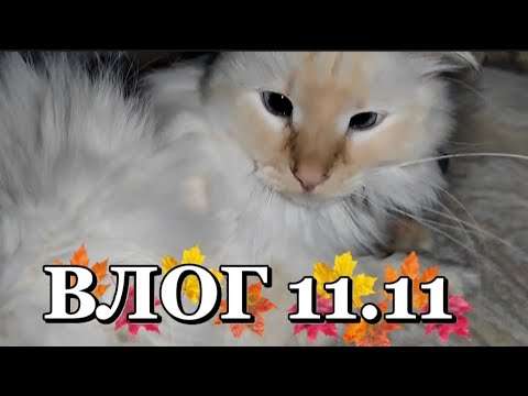 Видео: ВЛОГ 🥰11.11🫶