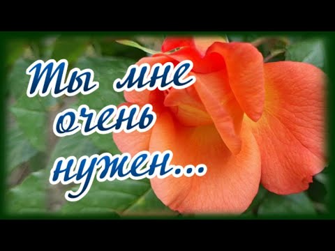 Видео: Ты мне очень нужен...