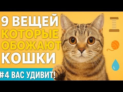 Видео: 9 вещей, которые кошки любят больше всего (#4 вас удивит!)