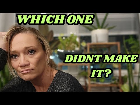 Видео: «Я попробовала пересадить растение… и случайно его погубила 🌿😬» | Tiny living, Садоводство