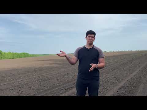 Видео: Грунтові шкідники! Як з ними легко боротися? Відповідь на запитання