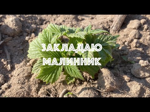 Видео: Малина Аміра на 5 сотках землі