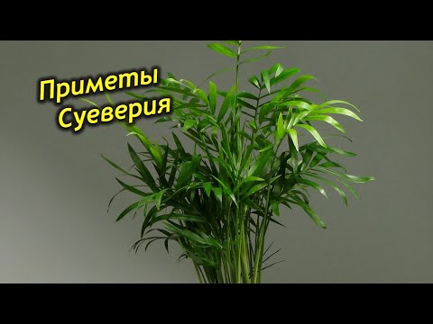Видео: Большая удача выращивать дома Хамедорею. Приметы и суеверия о хамедореи.