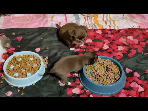 Видео: #цены ОТ 35 тр возраст 1 месяц, ВОСЕМЬ щенков #купитьщенкачихуахуапродаю +79215950848