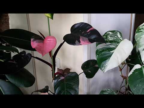 Видео: Джунгли в квартире.  Облёт сада. Перестановка.