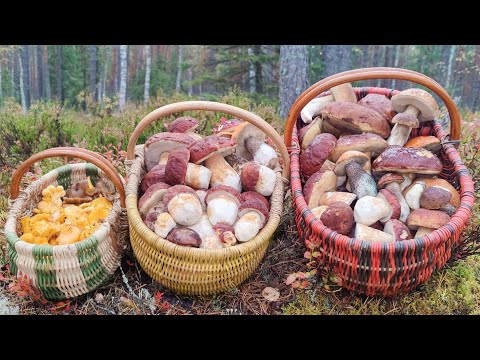 Видео: Последние БОРОВИКИ. Но это не точно. Грибы 27 сентября 2025.