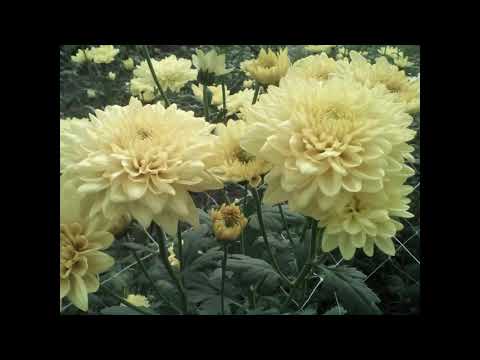 Видео: Обзор сортов веточной хризантемы немецкой и голландской селекции