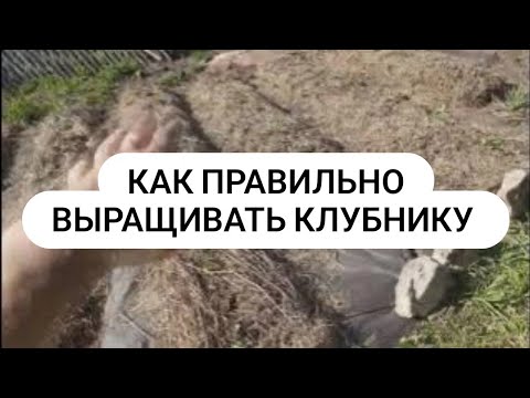 Видео: Как выращивать клубнику в правильном земледелии