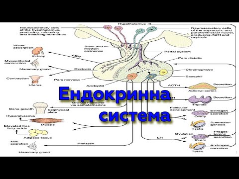 Видео: Лекція - Ендокринна система 1